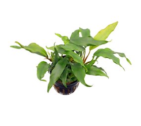 Moerings Anubias Nana Minima Moerings Anubias Nana Minima