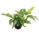 Aquaflora 2261 Anubias Nana Minima Aquaflora 2261 Anubias Nana Minima