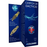 Colombo Colombo cerpofor dactycid Colombo Colombo cerpofor dactycid
