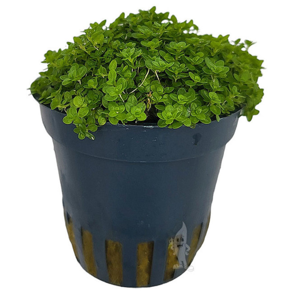 Moerings Hemianthus Callitrichoides Pot Moerings Hemianthus Callitrichoides Pot