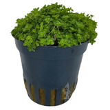 Moerings Hemianthus Callitrichoides Pot