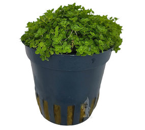 Moerings Hemianthus Callitrichoides Pot Moerings Hemianthus Callitrichoides Pot