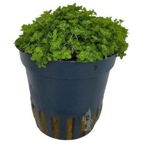 Moerings Hemianthus Callitrichoides Pot Moerings Hemianthus Callitrichoides Pot