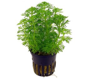 Moerings Limnophila Sessiliflora pot (ambulia) Moerings Limnophila Sessiliflora pot (ambulia)