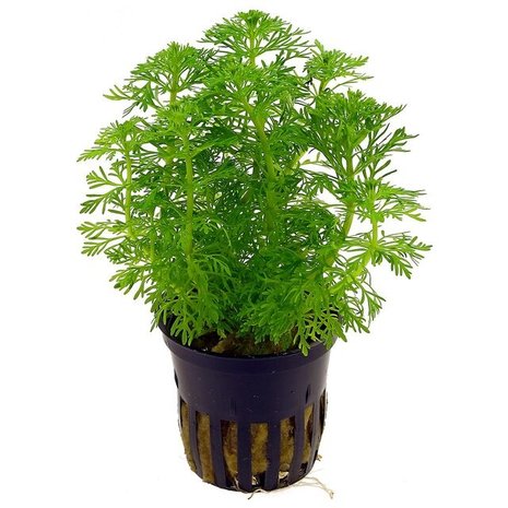 Moerings Limnophila Sessiliflora pot (ambulia)