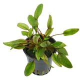 Moerings Cryptocoryne Wendtii Flamingo pot