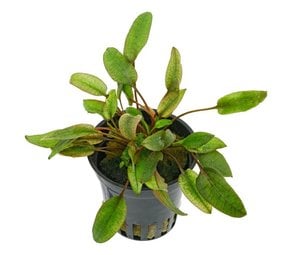 Moerings Cryptocoryne Wendtii Flamingo pot Moerings Cryptocoryne Wendtii Flamingo pot