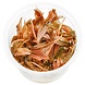 Moerings 3070 Cryptocoryne Wendtii Flamingo In-vitro Moerings 3070 Cryptocoryne Wendtii Flamingo In-vitro