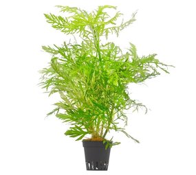 Moerings Hygrophila  Difformis Pot Moerings Hygrophila  Difformis Pot