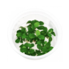 Aquaflora 3039 Anubias barteri nana bonsai in-vitro Aquaflora 3039 Anubias barteri nana bonsai in-vitro