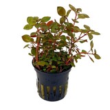 Moerings Ludwigia Mini Super Red Pot Moerings Ludwigia Mini Super Red Pot