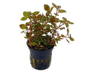 Moerings Ludwigia Mini Super Red Pot Moerings Ludwigia Mini Super Red Pot