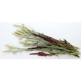 Esve Pet Bouquet Struik Esve Pet Bouquet Struik