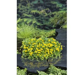 Moerings LYSIMACHIA NUMMULARIA (18X18) Moerings LYSIMACHIA NUMMULARIA (18X18)