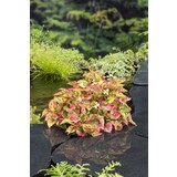 Moerings HOUTTUYNIA CORDATA CHAMELEON (18X18) Moerings HOUTTUYNIA CORDATA CHAMELEON (18X18)