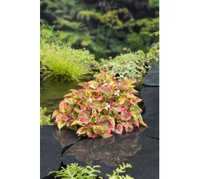 Moerings HOUTTUYNIA CORDATA CHAMELEON (18X18) Moerings HOUTTUYNIA CORDATA CHAMELEON (18X18)