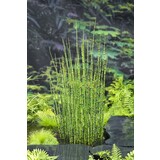 Moerings EQUISETUM JAPONICA (18X18) Moerings EQUISETUM JAPONICA (18X18)