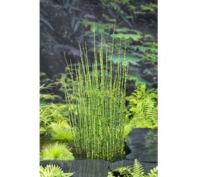 Moerings EQUISETUM JAPONICA (18X18) Moerings EQUISETUM JAPONICA (18X18)