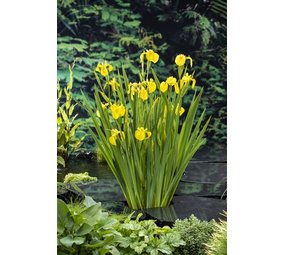Moerings IRIS PSEUDACORUS (18X18) Moerings IRIS PSEUDACORUS (18X18)