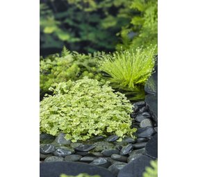 Moerings HYDROCOTYLE SIB (VARIEGATA) (11X11) Moerings HYDROCOTYLE SIB (VARIEGATA) (11X11)