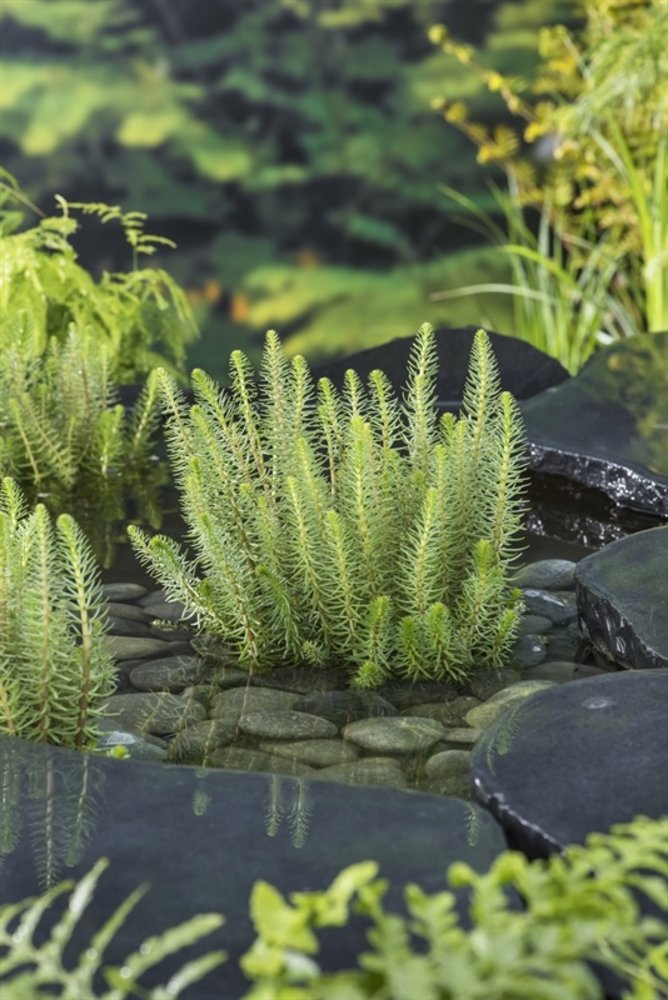 Moerings HIPPURIS VULGARIS (11X11)