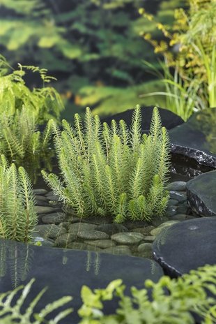 Moerings HIPPURIS VULGARIS (11X11)