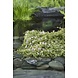 Moerings ANNAGALLIS TENELLA (11X11) Moerings ANNAGALLIS TENELLA (11X11)