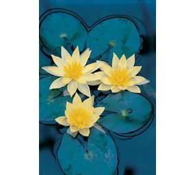 Moerings NYMPAEA SULPHUREA (3L) Moerings NYMPAEA SULPHUREA (3L)