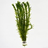 Moerings Elodea densa bosje (waterpest) Moerings Elodea densa bosje (waterpest)