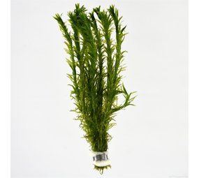 Moerings Elodea densa bosje (waterpest) Moerings Elodea densa bosje (waterpest)