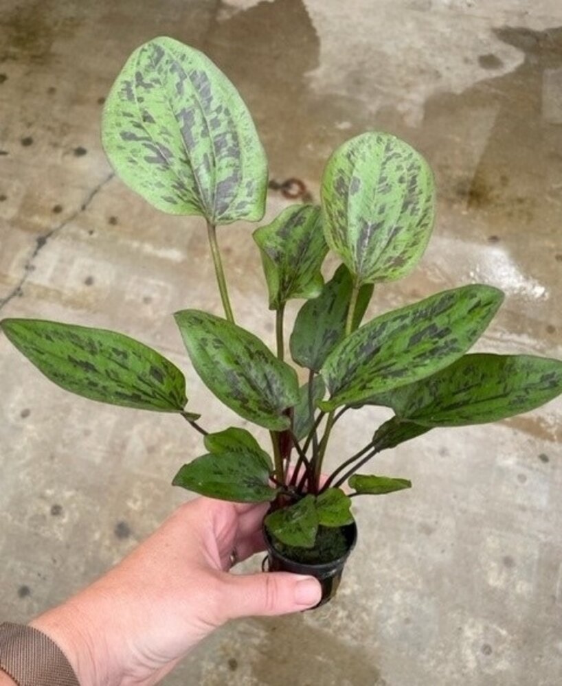 Moerings Echinodorus Chocolate Marble Pot Moerings Echinodorus Chocolate Marble Pot