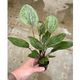 Moerings Echinodorus Chocolate Marble Pot