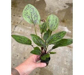 Moerings Echinodorus Chocolate Marble Pot Moerings Echinodorus Chocolate Marble Pot