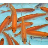 Goudwinde 16/20 cm Goudwinde 16/20 cm