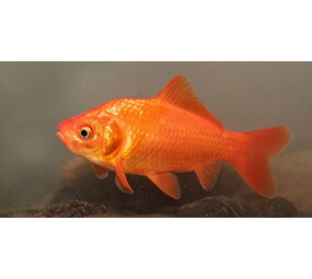 Goudvis 10/12 cm Goudvis 10/12 cm