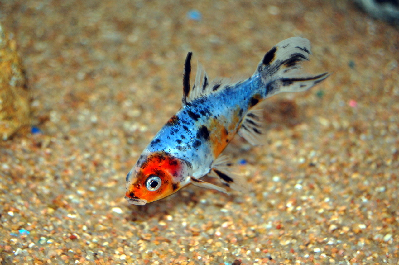 Shubunkin Blauw 4/7 cm