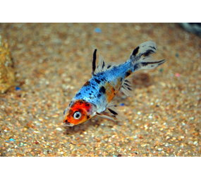 Shubunkin Blauw 4/7 cm