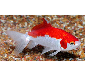 Sarassa Goudvis Rood-wit  4/7 cm