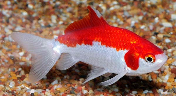 Sarassa Goudvis Rood-wit  4/7 cm