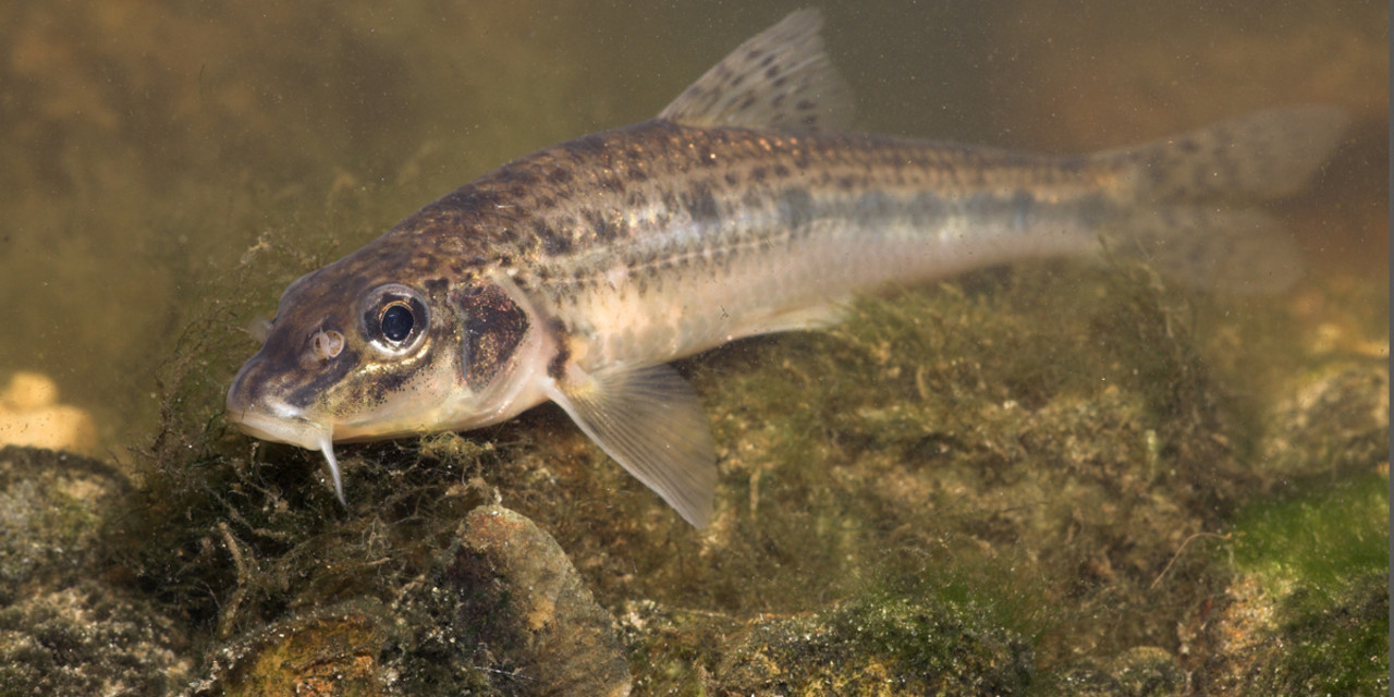 Riviergrondelalgeter 7/10 cm