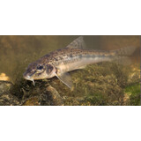 Riviergrondelalgeter 7/10 cm