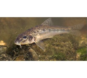 Riviergrondelalgeter 7/10 cm