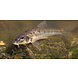 Riviergrondelalgeter 7/10 cm