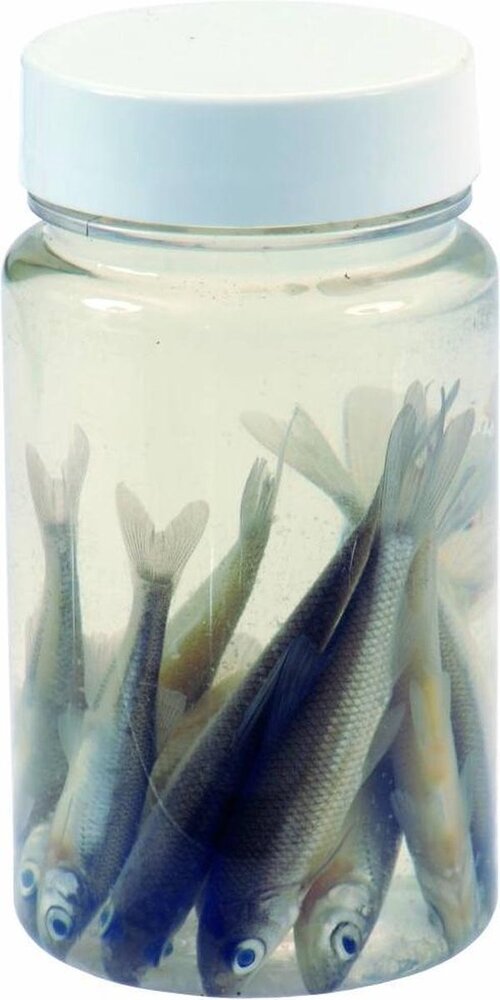 Albatros Albatros AASVISJES ROACHES Albatros Albatros AASVISJES ROACHES