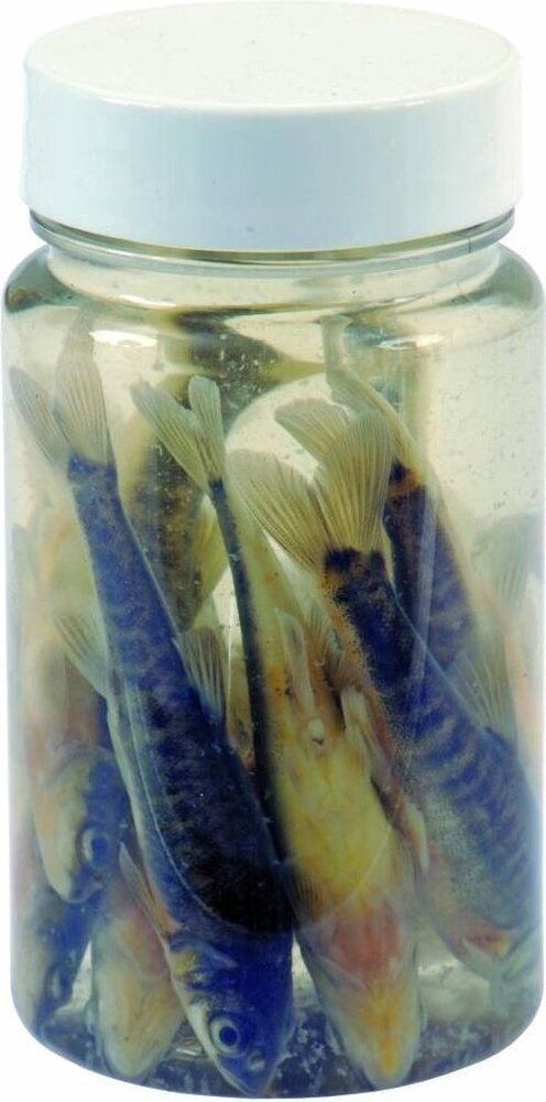 Albatros Albatros AASVISJES ROACHES Albatros Albatros AASVISJES ROACHES