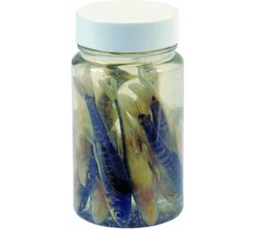 Albatros Albatros AASVISJES  ROACHES Albatros Albatros AASVISJES  ROACHES