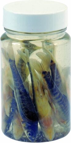 Albatros Albatros AASVISJES ROACHES Albatros Albatros AASVISJES ROACHES