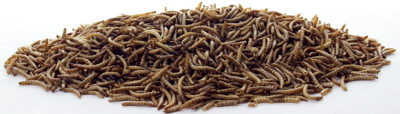 Tijssen TIJSSEN MEELWORMEN 1KG Tijssen TIJSSEN MEELWORMEN 1KG