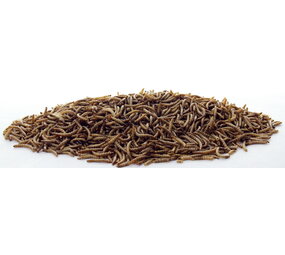 Tijssen TIJSSEN MEELWORMEN 1KG Tijssen TIJSSEN MEELWORMEN 1KG