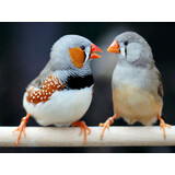 Overbeek ZEBRAVINK VROUW